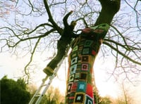 A tree with a 'yarn' to tell