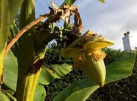 Abergavenny is going bananas as heatwave continues