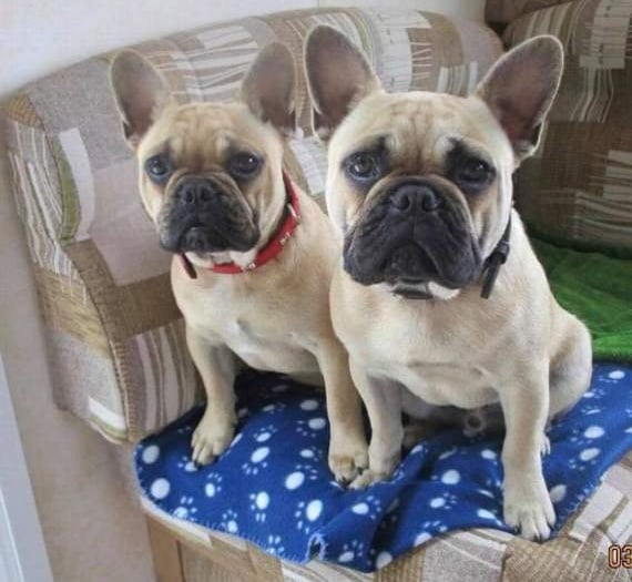 A year on heartbroken owners say they'll never give up hope of finding missing Frenchies Bert and Ernie