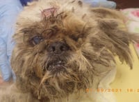 Pair banned from keeping dogs after pet neglected