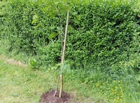 Vandals destroy new Platinum Jubilee tree hours after planting