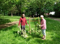 Anger as ‘mindless’ vandals trash town park’s cherry trees