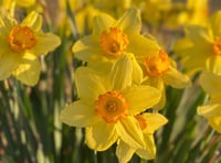 Town council to celebrate St David’s Day