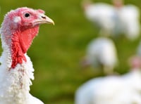 NFU conference will tackle threat of avian flu