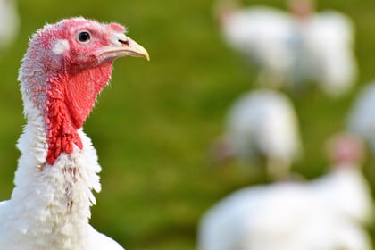 Farming charity on hand to support poultry producers