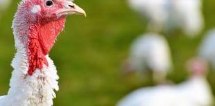 Farming charity on hand to support poultry producers