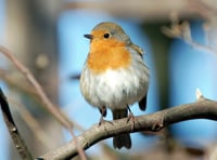 FUW looks forward to the Big Farmland Bird Count 2023