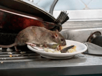 Trade body warns- ‘think twice before tackling winter rats’