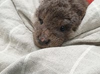 Otter rescued from riverbank in Abergavenny dies 