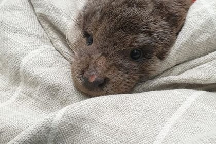 Otter rescued from riverbank in Abergavenny dies 