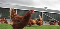 Housing order that has kept poultry cooped up all winter to be lifted