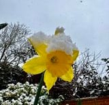 VIDEO: Readers send in their Abergavenny snow day photos 