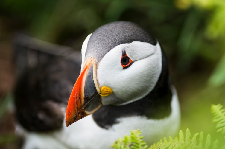 Atlantic puffin Fratercula arctica, adult at the entrance to its burrow, Skomer Island, Wales, May