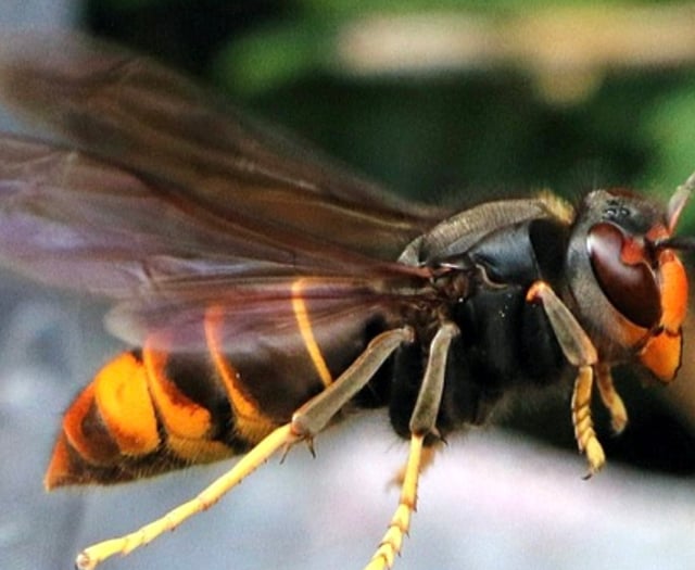 MS warns of threat of invasive Asian hornet reaching Welsh bees