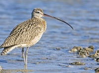 £1 million project launched to save iconic Welsh bird from extinction