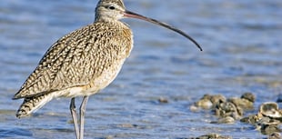 £1 million project launched to save iconic Welsh bird from extinction