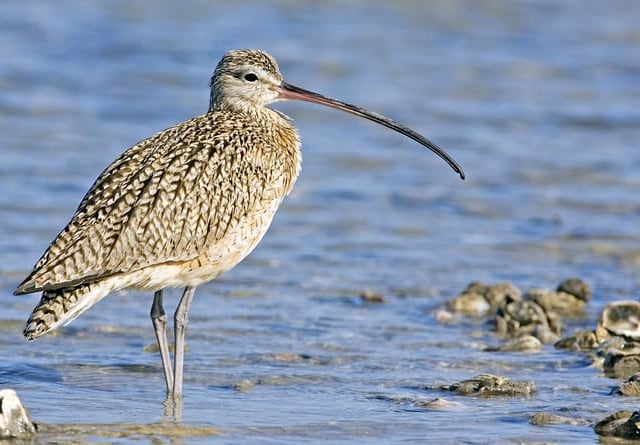 £1 million project launched to save iconic Welsh bird from extinction