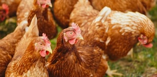 Farm given green light for 80,000 more chickens despite waste fears