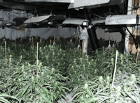 Officers dismantle two cannabis factories in Blaenau Gwent