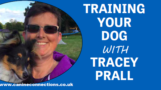 Training your dog with Tracey Prall - how to cope with fireworks