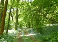 The tree-mendous benefit of Monmouthshire's woodland