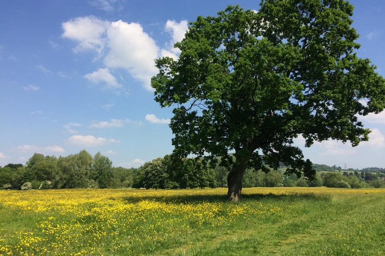 Castle Meadows