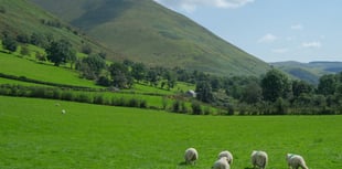 Welsh Government tree planting plans risk food production warns MP