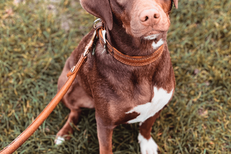 Dog walking stock image 