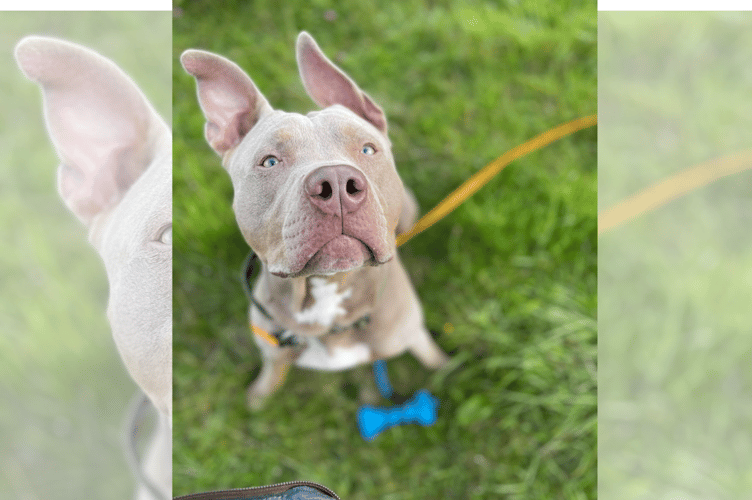 American Bully XL