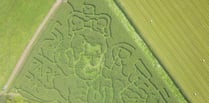 An a-maize-ing maze in the likeness of King Charles