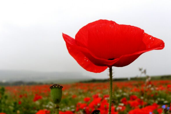 Why we wear a poppy to mark Remembrance Sunday