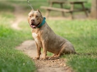 Officers seize XL Bullies from Abergavenny home