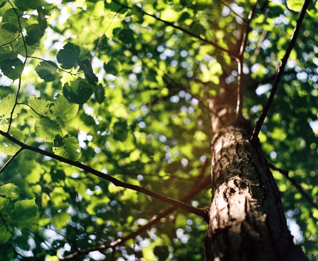 Council approves felling of diseased ash tree