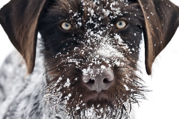 dog in snow