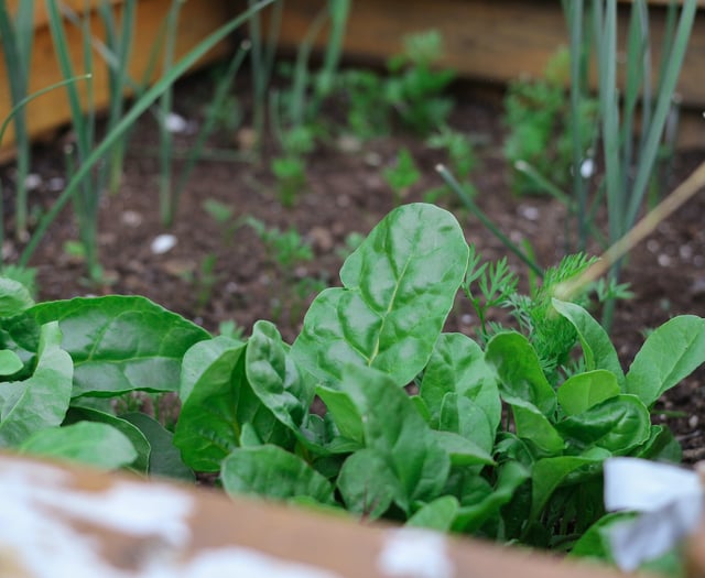 Grant funding available to kickstart community food-growing projects 