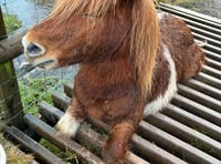 
Near death ordeal for pony at the hands of careless rambler 