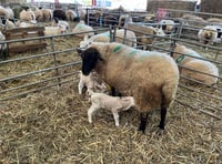 Spring is in the air at Raglan Farm Park