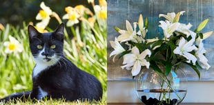 Vet warns cat owners not to buy lilies this Mother’s Day