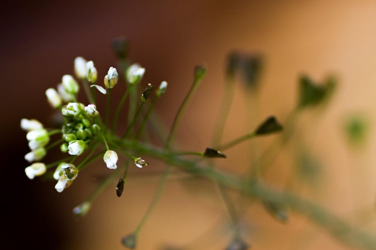 Shepherds's purse