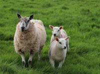 Chance for farmers to catch up at Welsh Sheep 25