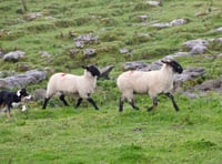 Welsh farmers fear dog attacks on sheep this Easter