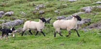 Welsh farmers fear dog attacks on sheep this Easter