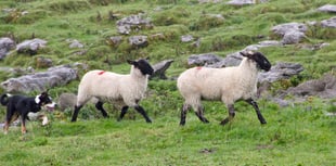 Welsh farmers fear dog attacks on sheep this Easter