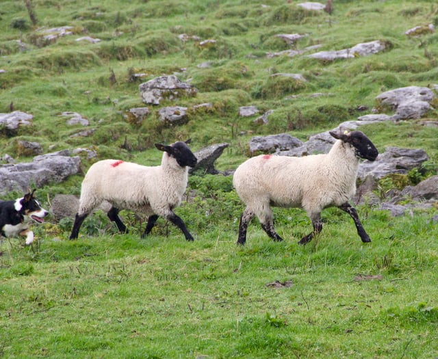 Welsh farmers fear dog attacks on sheep this Easter