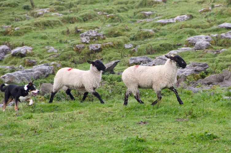 sheep dog