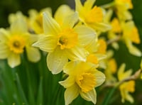 Lynne Allbutt: Spring in a time for mellow yellows in the Garden