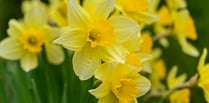 Lynne Allbutt: Spring in a time for mellow yellows in the Garden