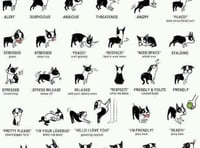 Learning to read your dog's body language with dog expert Tracey Prall