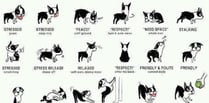 Learning to read your dog's body language with dog expert Tracey Prall