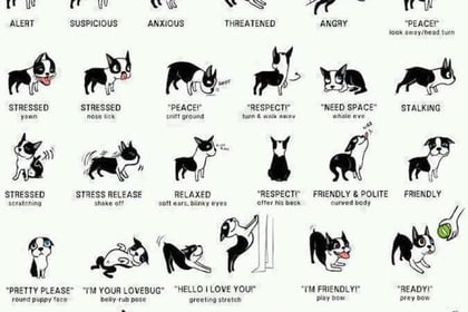 Learning to read your dog's body language with dog expert Tracey Prall